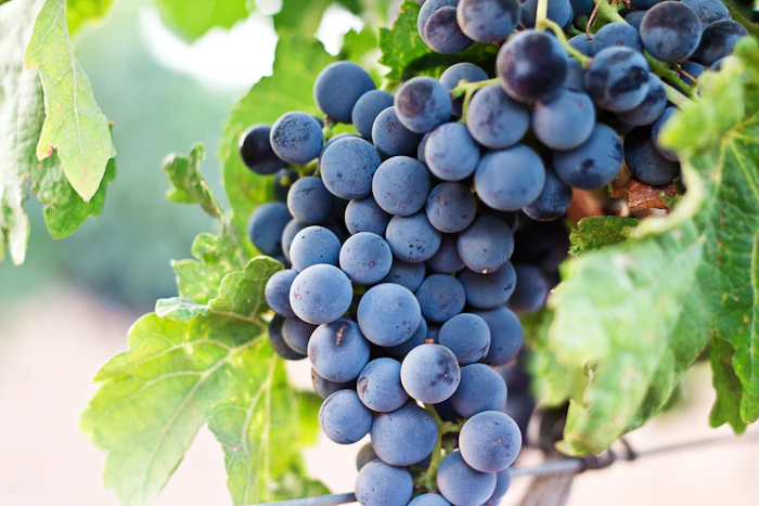Dark Pinot Noir grapes ripening on the vine