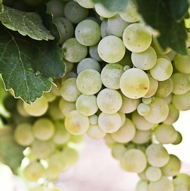 selective-focus photography of green grapes