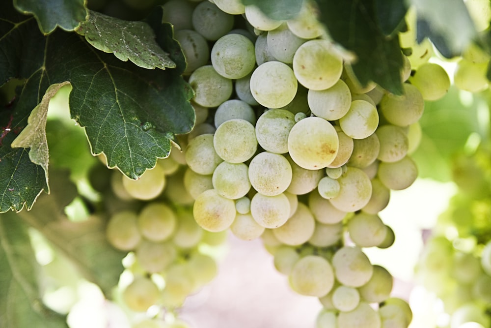 Fotografía de enfoque selectivo de uvas verdes