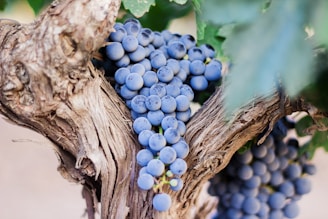 blue berries on tree