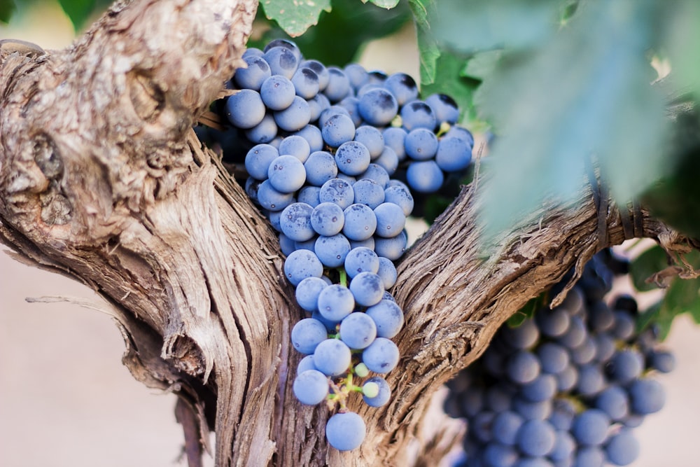 Baies bleues sur l’arbre