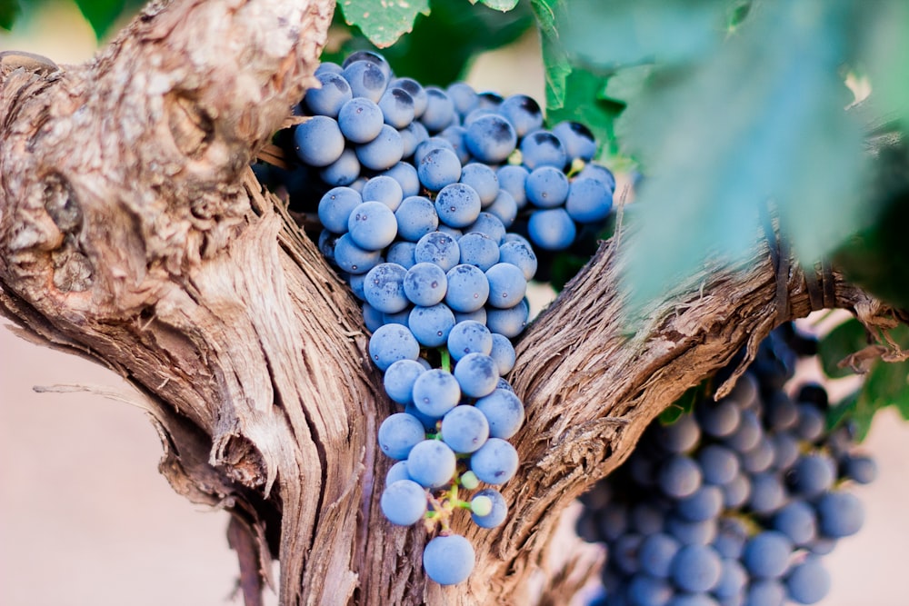 Purple grape used to create Malbec wine