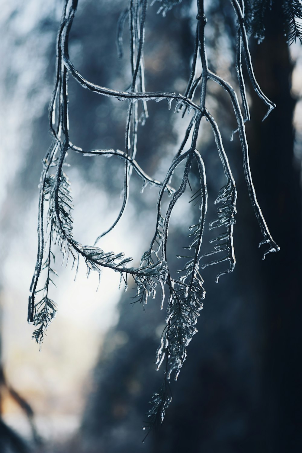 frozen tree branches