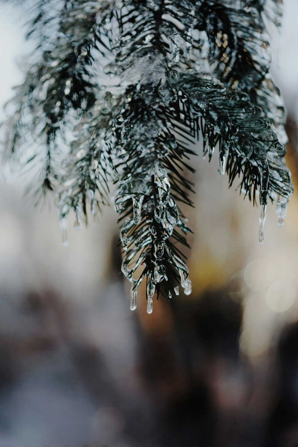 leafed plant