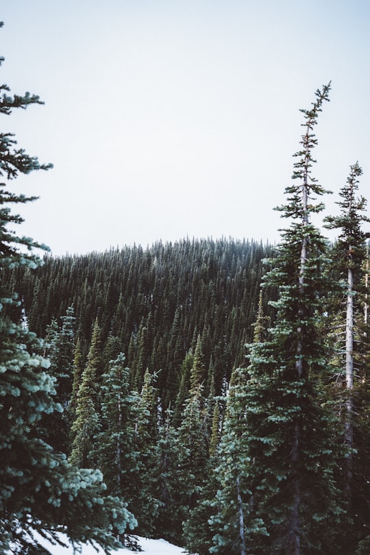 forest during daytime in Hurricane Ridge United States