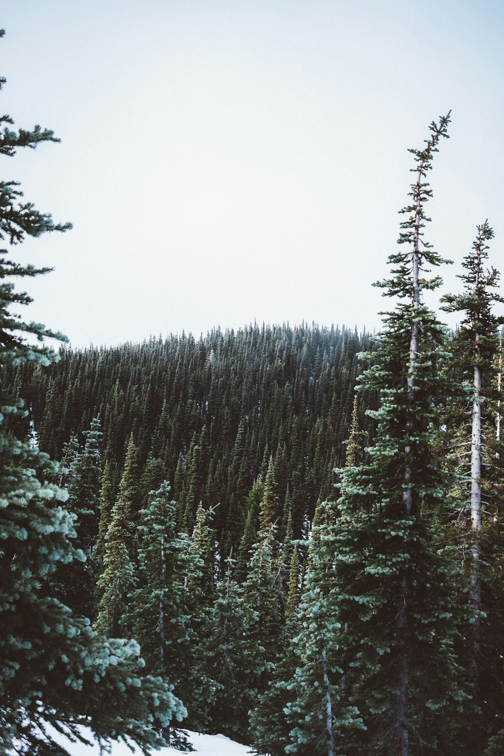 forest during daytime