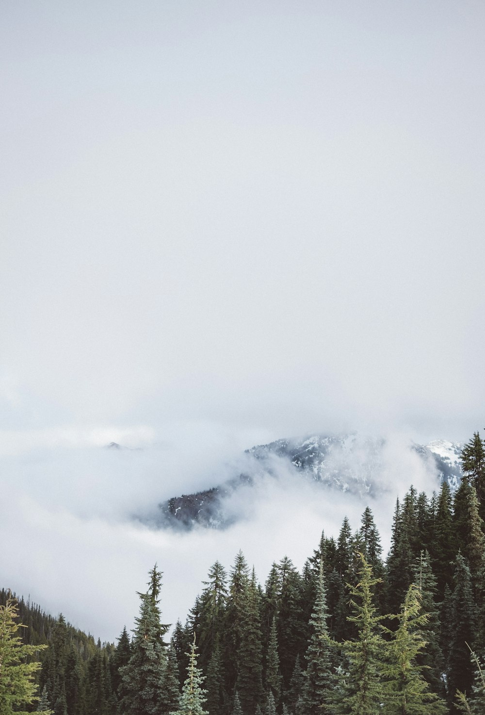 aerial photography of trees overlooking mountain covered in fog at daytime