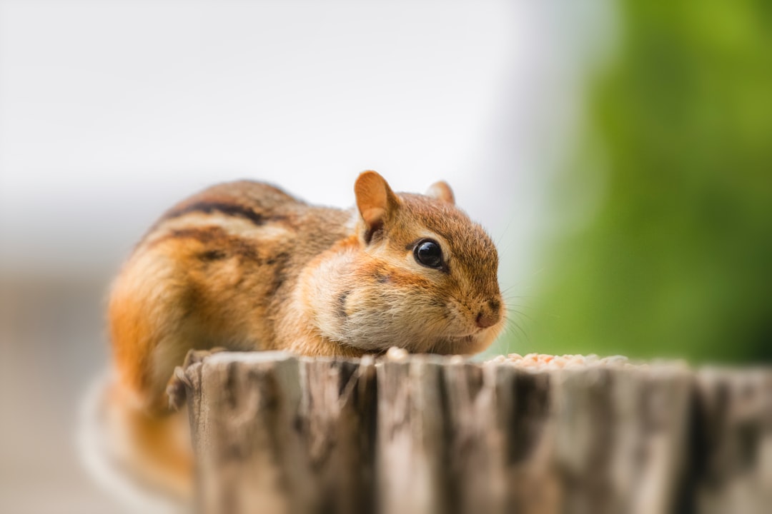 Wildlife photo spot Caledon East Toronto Islands