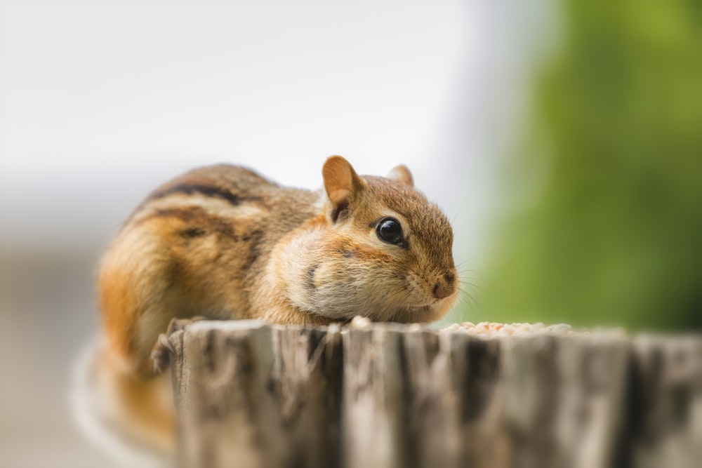 scoiattolo su legno marrone