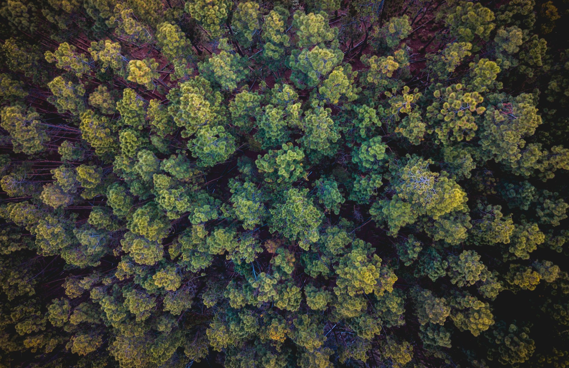 aerial photography of green forest