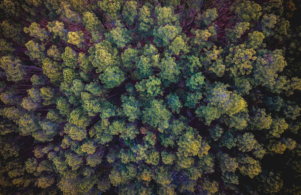 Luftaufnahmen des grünen Waldes