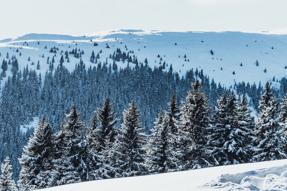 foto de alto ângulo de pinheiros cobertos de neve