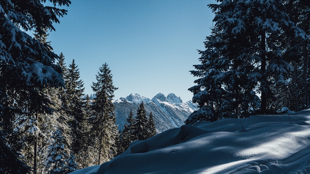 green trees covered with snow at daytime