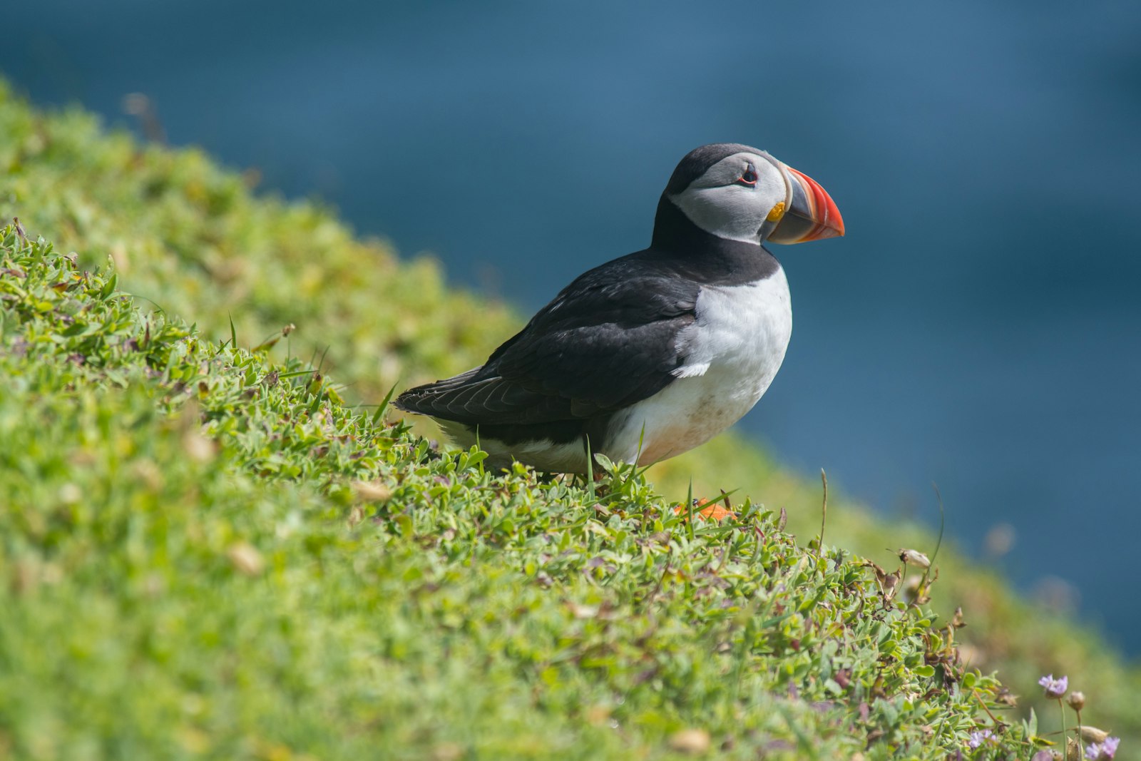 Nikon AF Nikkor 80-400mm F4.5-5.6D ED VR sample photo. Closeup photography of atlantic photography