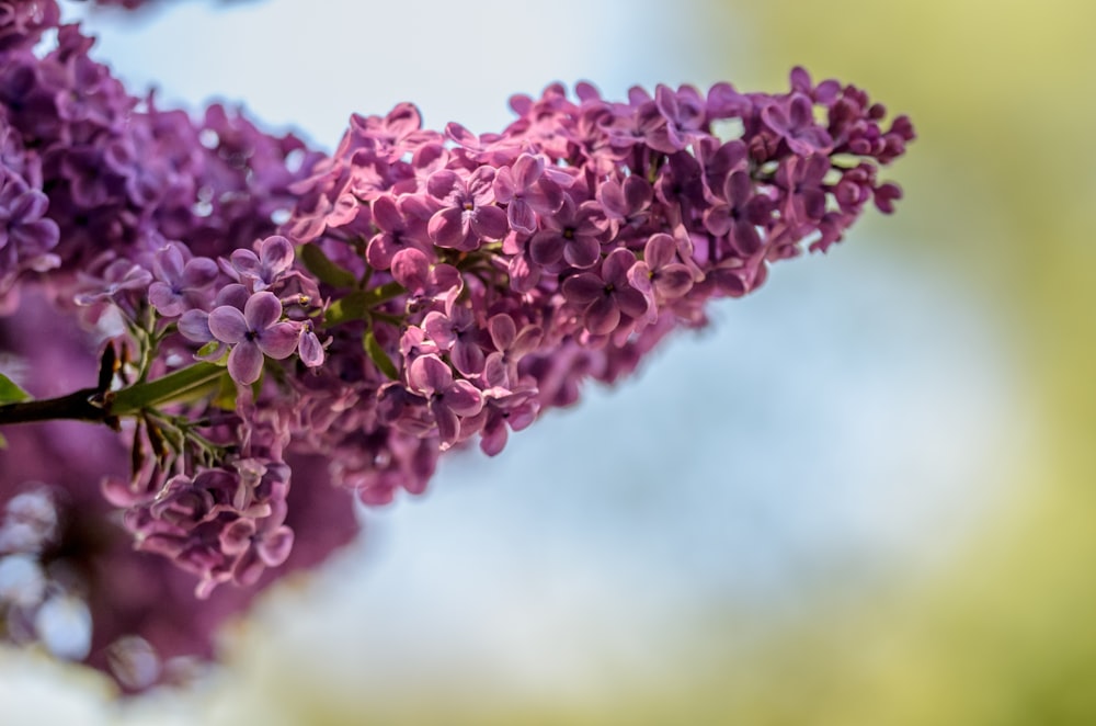 selective focus photo of red petaled flowers