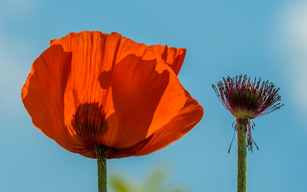 red broad petaled flower