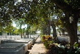 A calm pathway through the cemetery with sunlight filtering through trees.