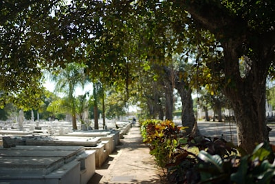 Soft morning light filtering through trees onto a well-kept cemetery path.