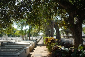 A calm pathway through the cemetery with sunlight filtering through trees.