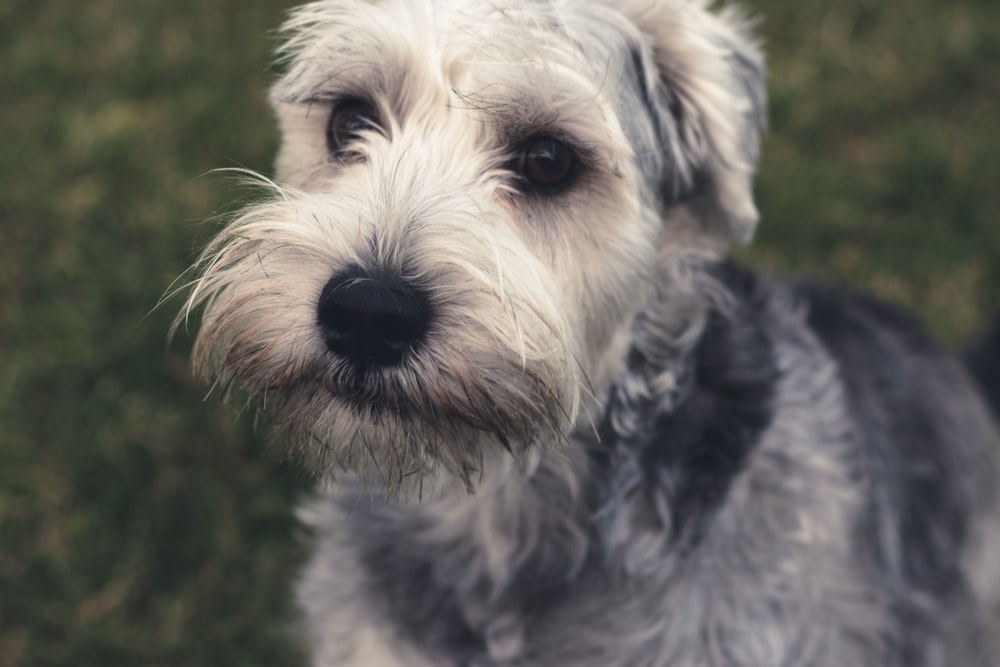 white and black coated dog