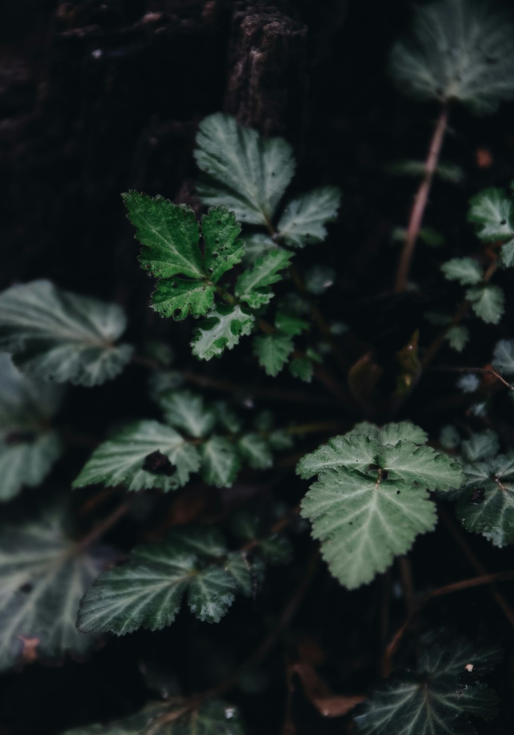 closeup photo of green leafed plant