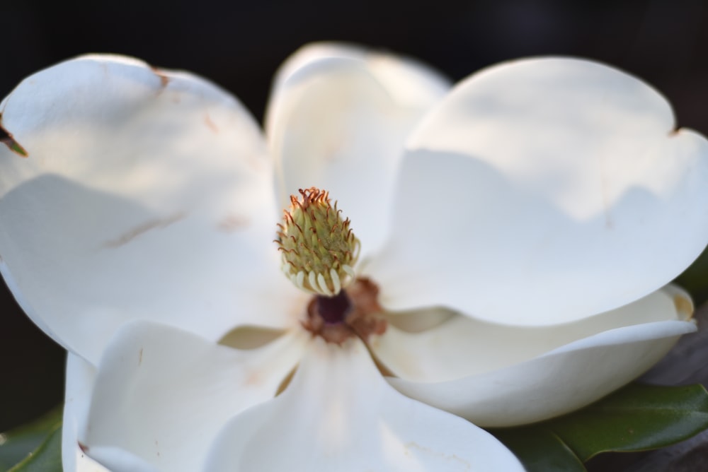 um close up de uma flor branca com folhas verdes