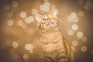 orange tabby cat with lights background