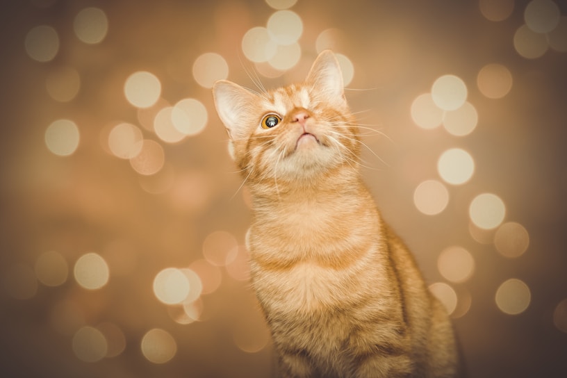 orange tabby cat with lights background