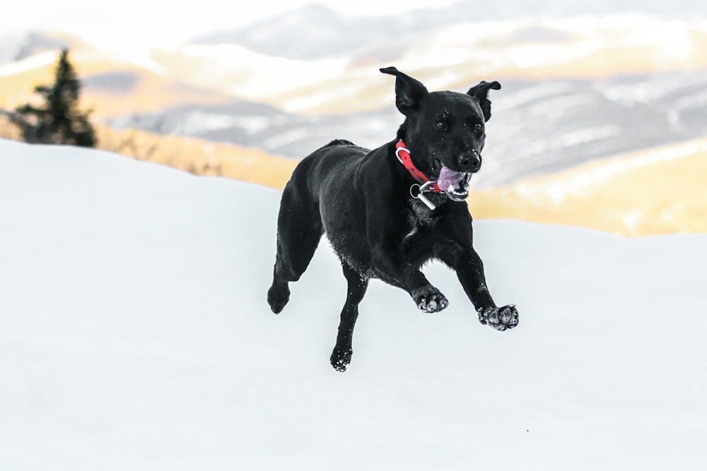 Schwarzer Hund springt auf Schnee