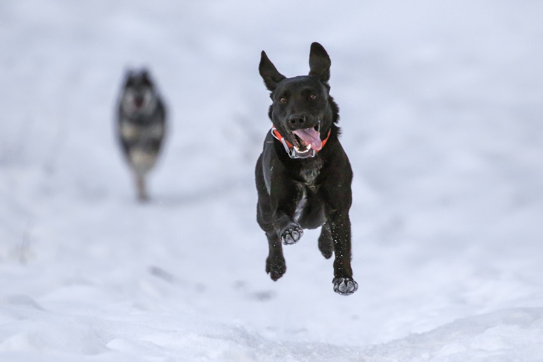 short-coated black dog running through snow sticking out its tongue