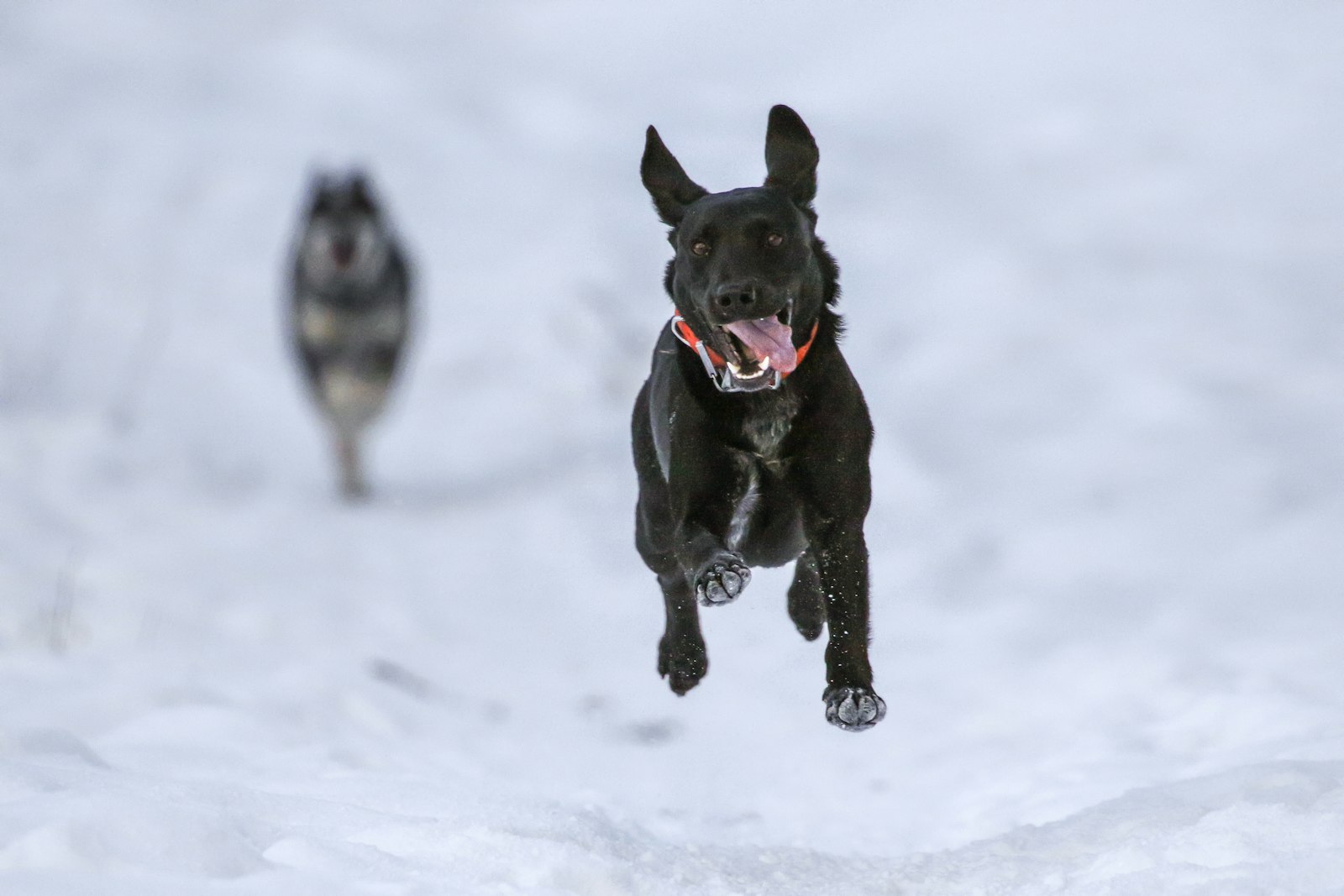 Canon EOS 7D Mark II + Canon EF 100-400mm F4.5-5.6L IS II USM sample photo. Short-coated black dog running photography