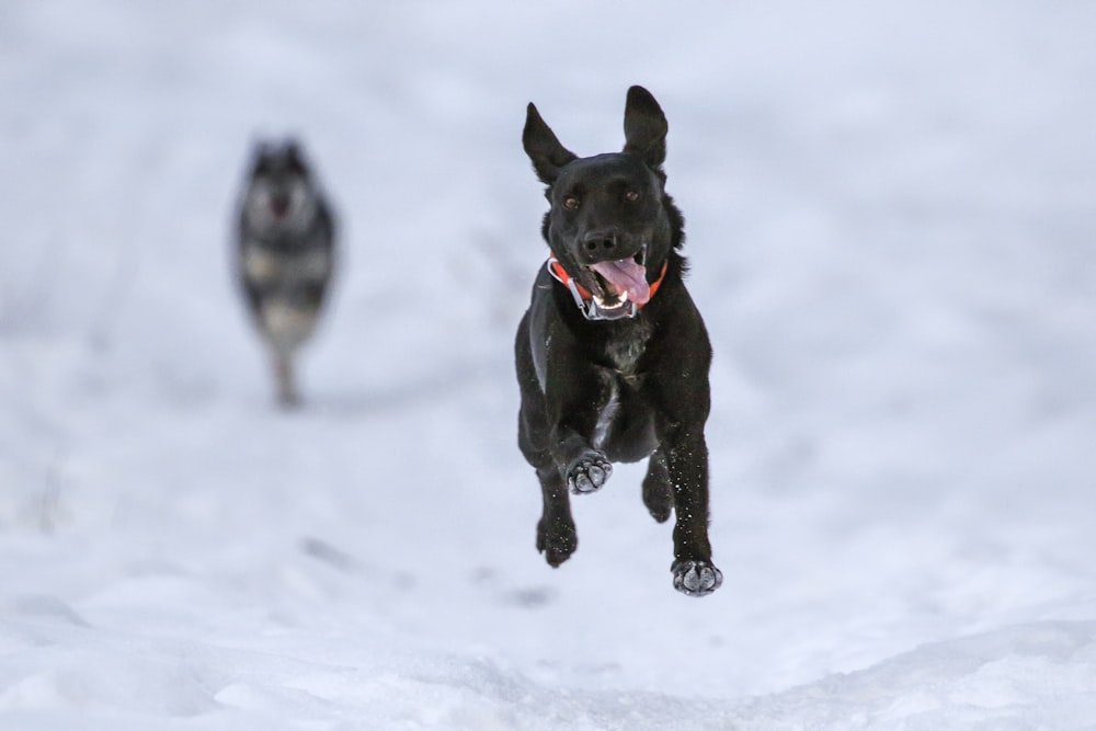 cachorro preto de pelo curto correndo através da neve saindo de sua língua