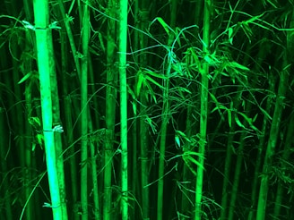bamboo steams