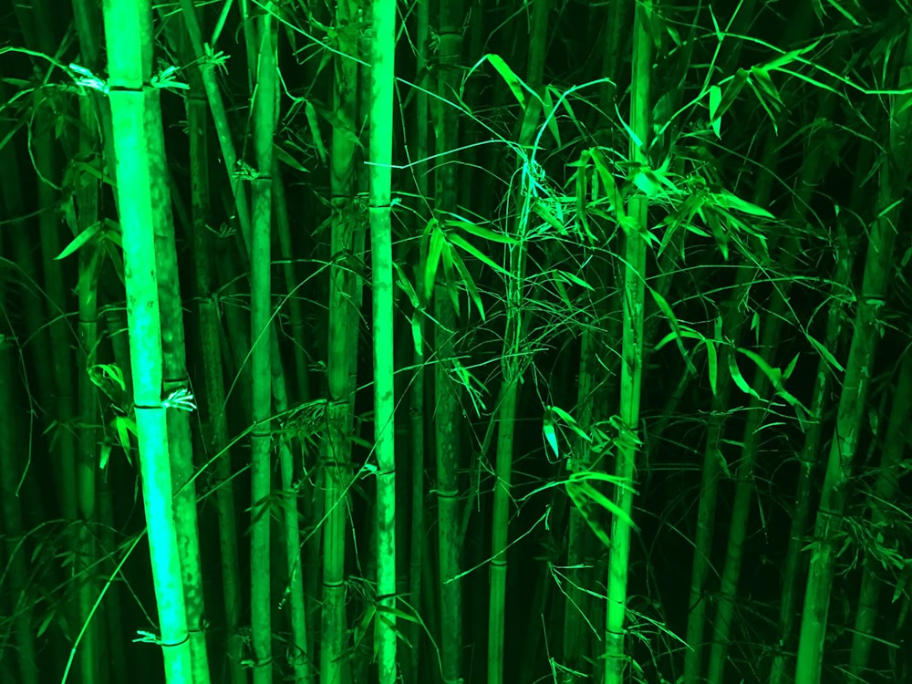 bamboo steams