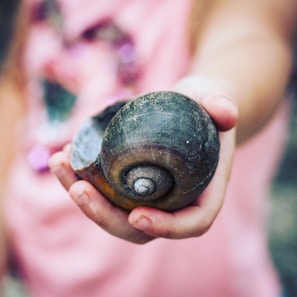 Hands holding a snail shell with a blurred natural landscape in the background