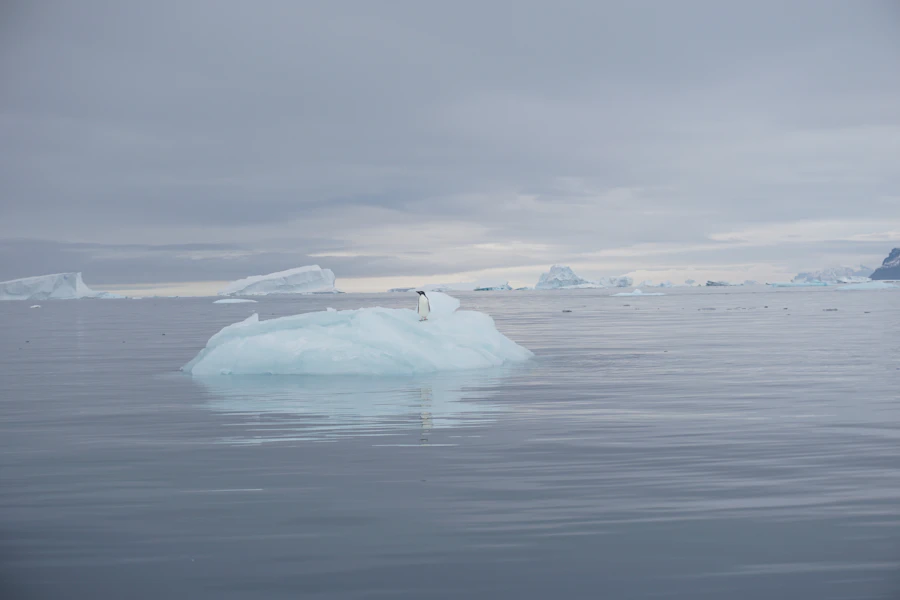 Quark Expeditions — penguin on iceberg, Joinville Island, Antarctica