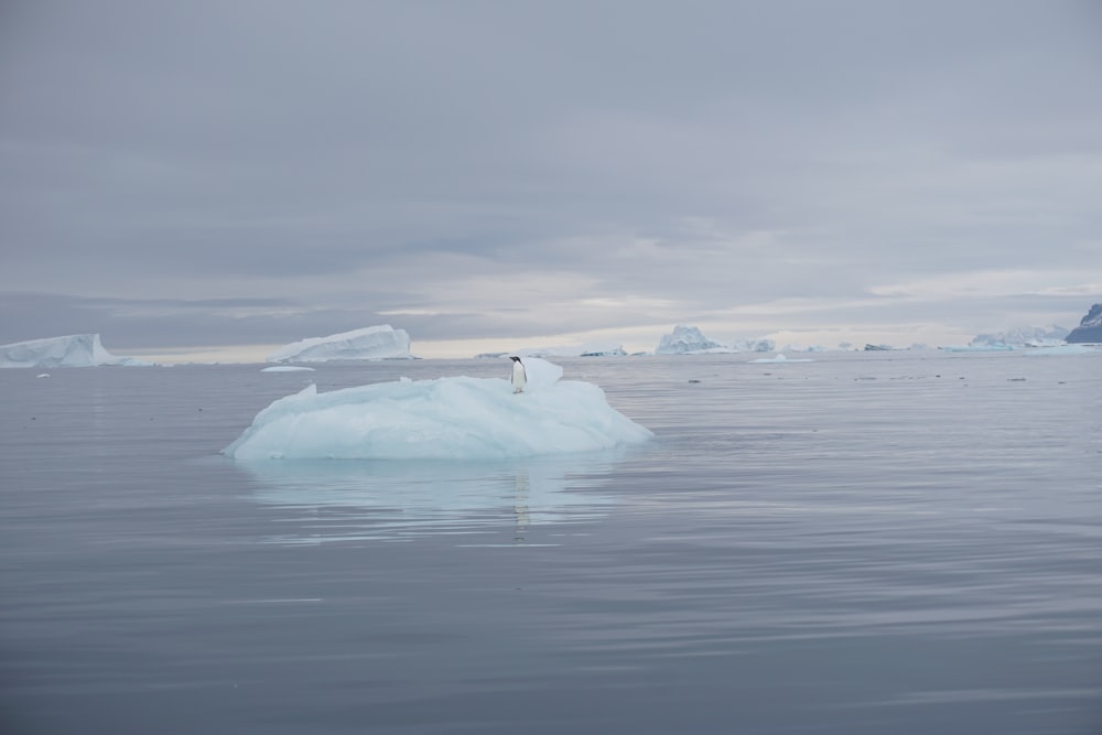 penguin standing on iceberg