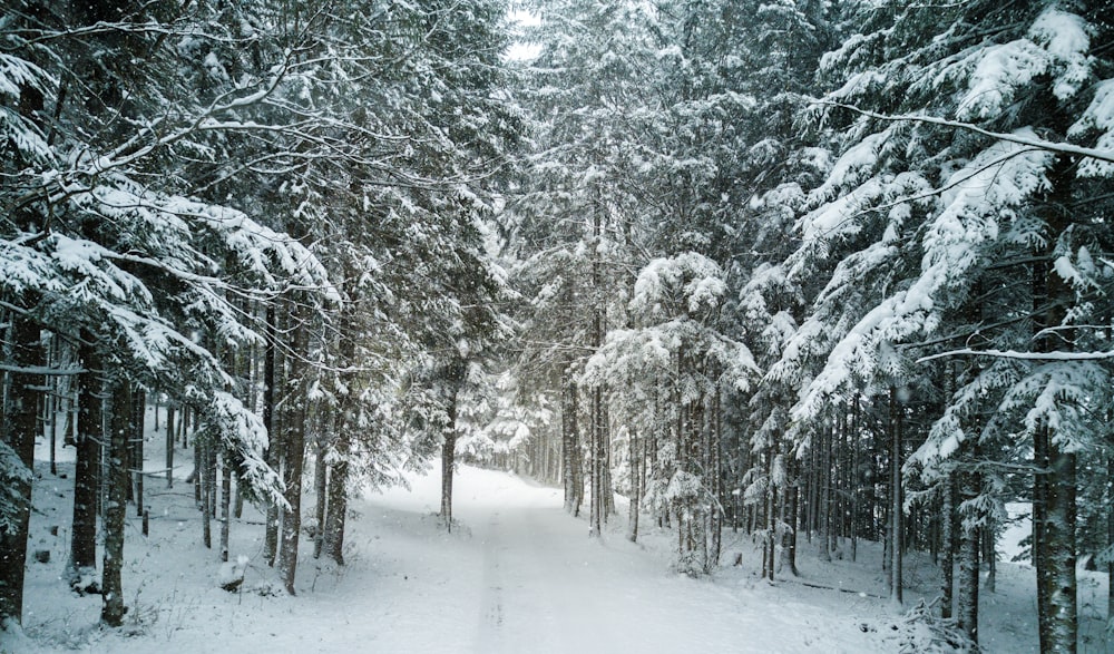 木々や地面に降る雪