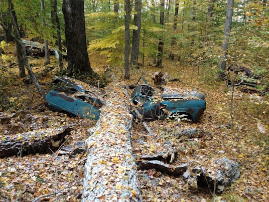 blue vehicle topped by rotting tree taken at daytime in East Randolph United States