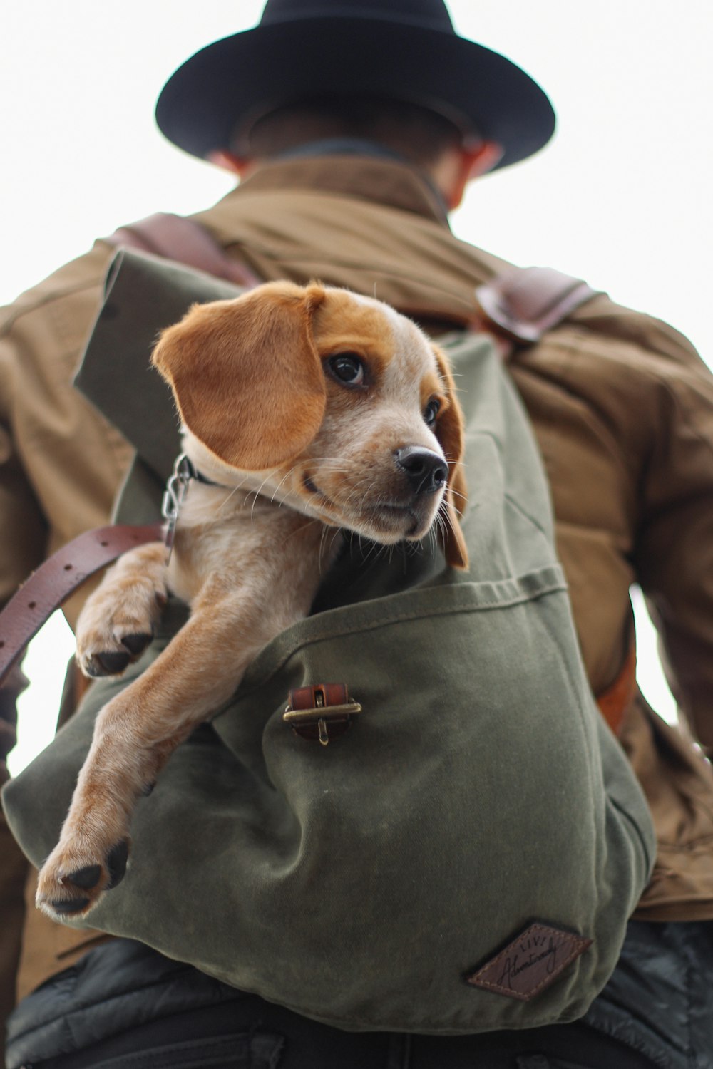 brown beagle in bag
