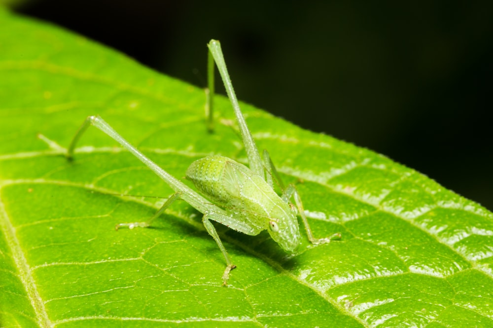 Fotografía de enfoque superficial de saltamontes verde en planta frondosa