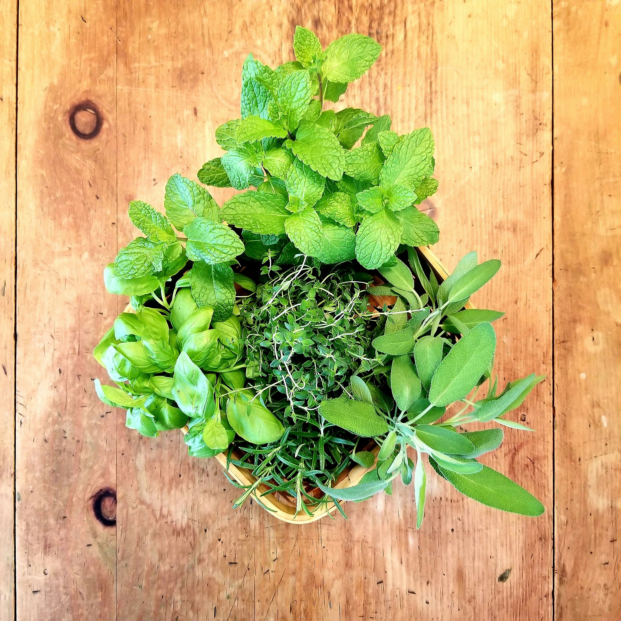 Garden Herb Collection