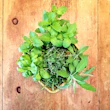 A collection of more than 21 fresh herbs laid out on a rustic wooden surface, highlighting their vibrant colors and textures.