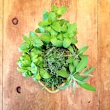 A collection of fresh herbs including mint, basil, thyme, rosemary, and sage arranged in a wooden basket on a rustic wooden surface. The bright green leaves are vibrant and lush, contrasting with the warm tones of the wood.