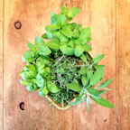 A collection of more than 21 fresh herbs laid out on a rustic wooden surface, highlighting their vibrant colors and textures.
