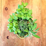 A smiling woman holding a basket of fresh herbs outdoors.