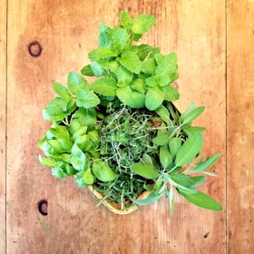 An assortment of fresh herbs displayed on a wooden table.