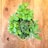 A collection of fresh herbs including mint, basil, thyme, rosemary, and sage arranged in a wooden basket on a rustic wooden surface. The bright green leaves are vibrant and lush, contrasting with the warm tones of the wood.