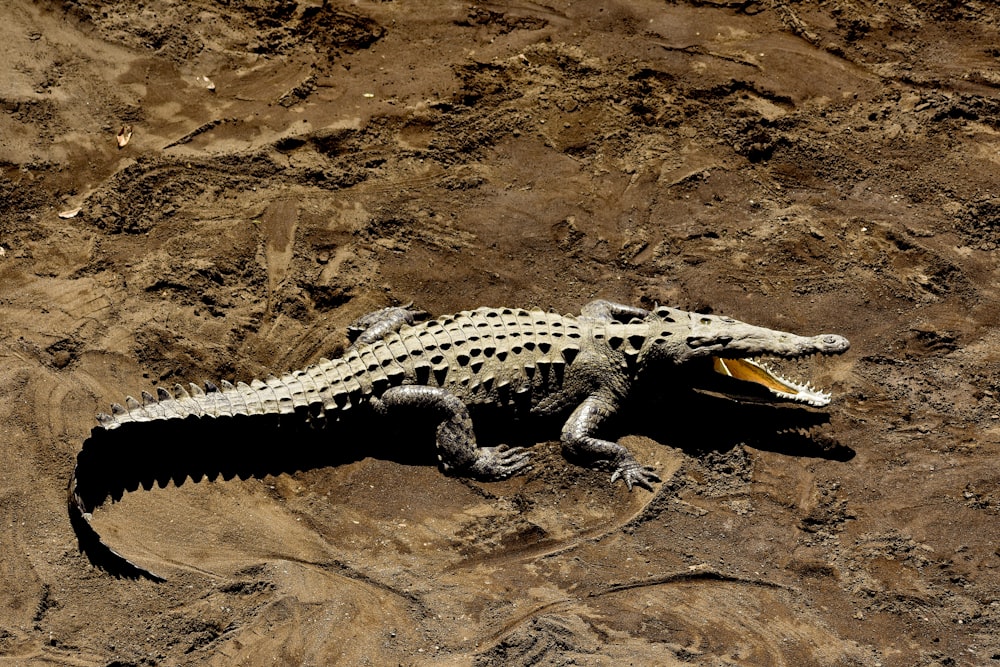 gray alligator at daytime