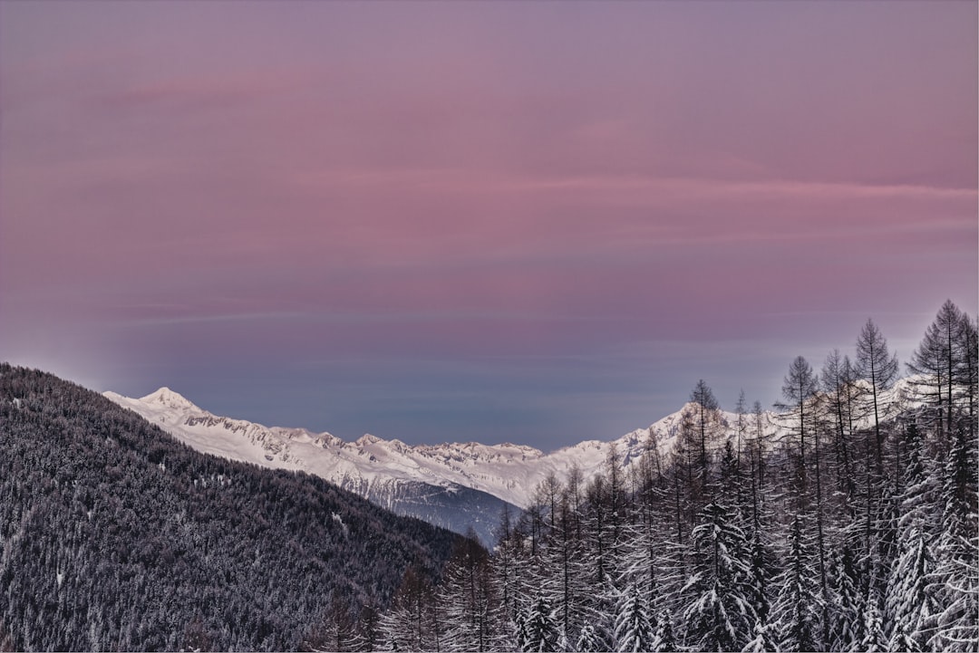 pine trees and snow-covered land formation